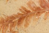 Carboniferous Fossil Ferns (Sphenopteris) - Poland #111645-1